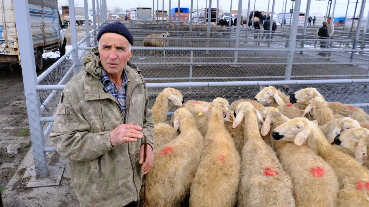 Türkiye’nin en büyük hayvan pazarında kurbanlık hareketliliği başladı 9